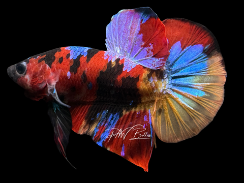 Marble HMPK Male Betta | M2249