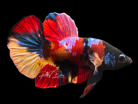 Marble HMPK Male Betta | M2249