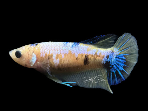 Yellow Koi HMPK Female Betta | F1584