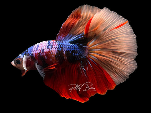 Marble HM Male Betta | M2323