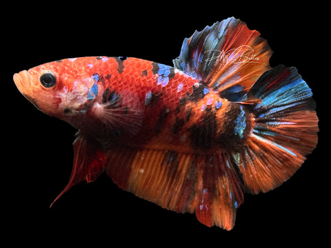 XL Marble HMPK Male Betta | M2290