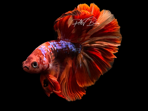 Marble HM Male Betta | M2250