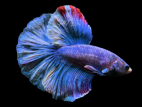 Grizzle HM Male Betta | M2242