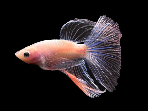 USA Bred | Iridescent Delta Male Betta | L14