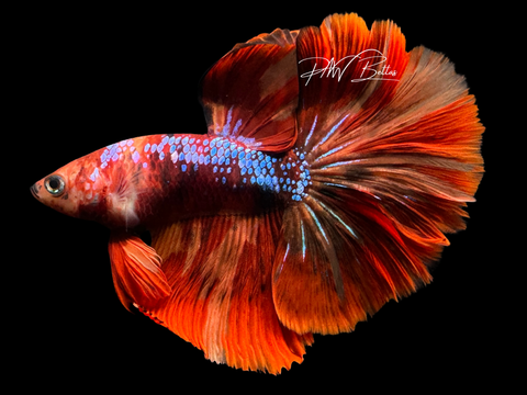 Marble HM Male Betta | M2250