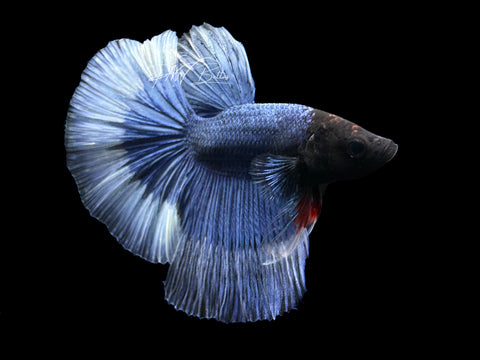 Blue Betterfky HM Male Betta | M2167