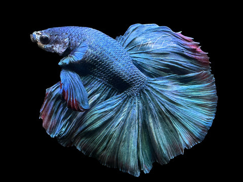 Turquoises Halfmoon Male Betta | M2392