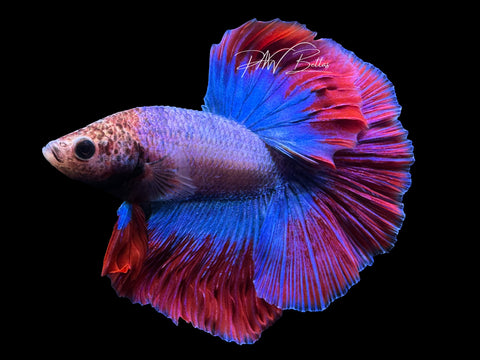 Mascot Halfmoon Male Betta | M2356