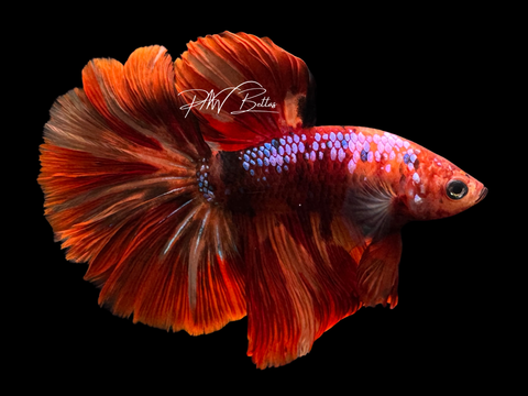 Marble HM Male Betta | M2250