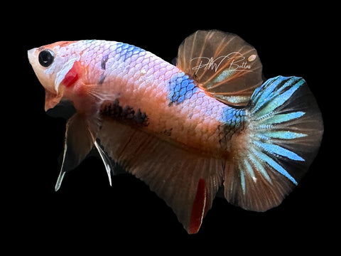 USA Bred | Fancy Koi HMPK Male Betta | L15