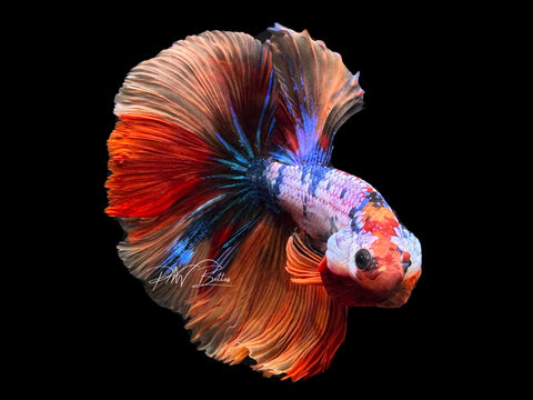 Marble HM Male Betta | M2179