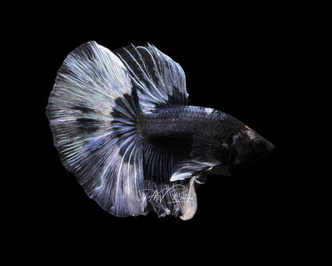 Steel Blue Butterfly HM Male Betta | M2189