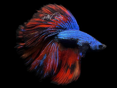 Marble HM Male Betta | M2251