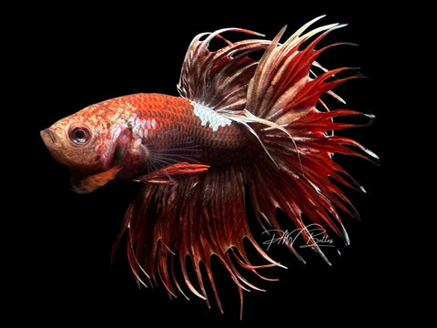 Copper Marble CT Male Betta | M2299