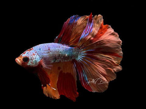 Marble Halfmoon Male Betta | M2126