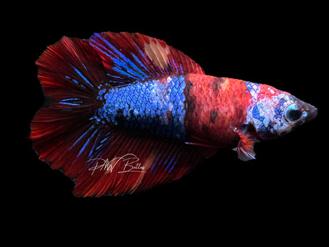 Koi Doubletail Halfmoon Female Betta | F1492 – PNW Bettas