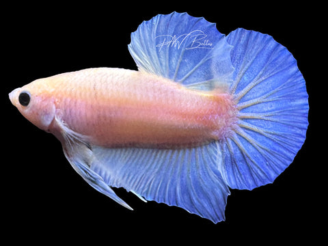 USA Bred | Iridescent HMPK Male Betta | L25