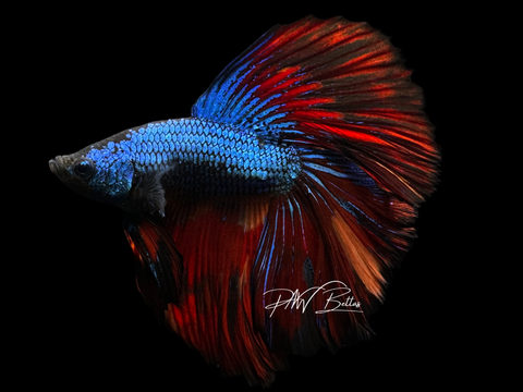 Marble HM Male Betta | M2251