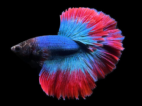 Mascot HM Male Betta | M2326