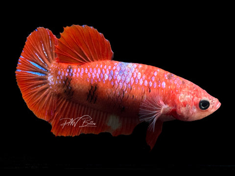 Marble HMPK Female Betta | F1587