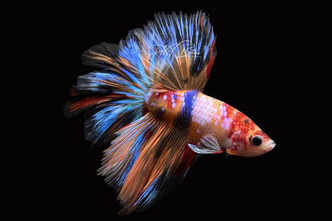 Candy Halfmoon Male Betta | M2492