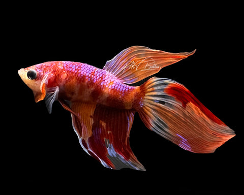 Candy VT Male Betta | M2193