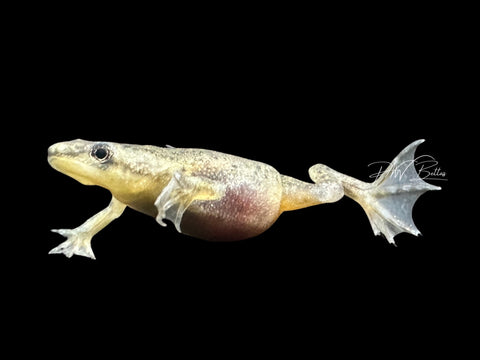 African Dwarf Frog | Hymenochirus sp.