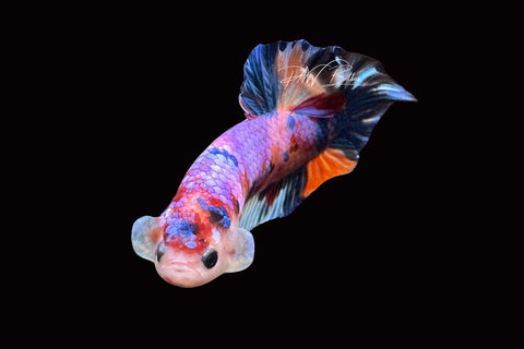 Candy HMPK Male Betta | M2500