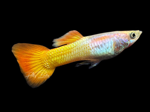 Tequila Sunrise Guppy | Poecilia reticulata