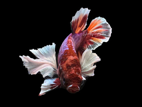 Candy Dumbo HMPK Male Betta | M2472