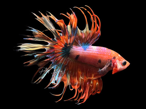 Orange Marble CT Male Betta | M2300