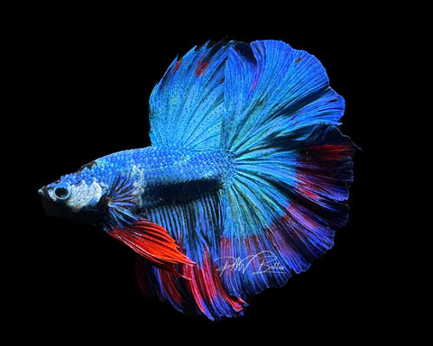 Marble HM Male Betta | M2193a