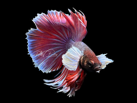 Bi-Color Dumbo HM Male Betta | M2316