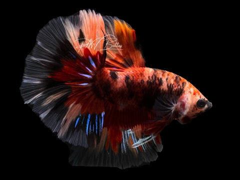 Marble Halfmoon Male Betta | M2353