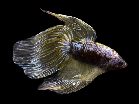 Yellow Koi VT Male Betta | M2150