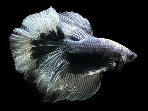 Steel Blue Butterfly Halfmoon Male Betta | M2390