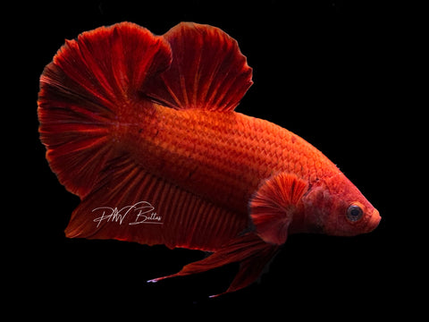 Chunky Super Red HMPK Male Betta | M2209