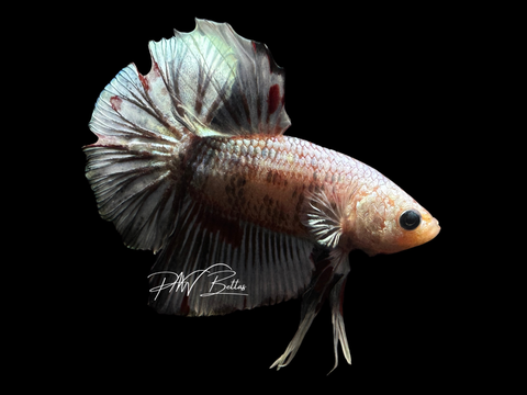 XL Tail Marble HMPK Male Betta | M2245