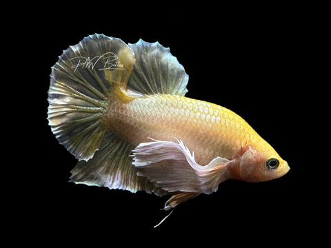 Gold Dumbo Male Betta | M2198