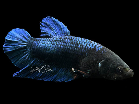 XL Blacklight HMPK Male Betta | M2241