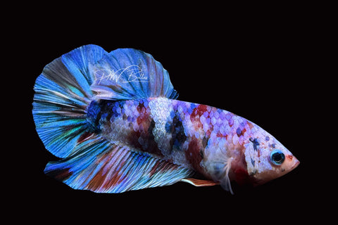 Koi Galaxy HMPK Male Betta | M2484