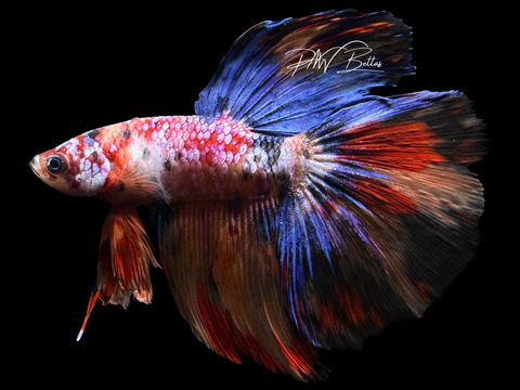 Candy Delta Male Betta | M2252