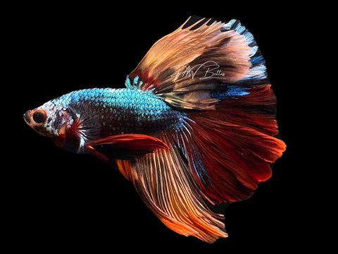 Marble HM Male Betta | M2301