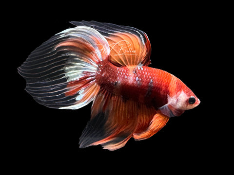 Candy Veiltail Male Betta | M2354