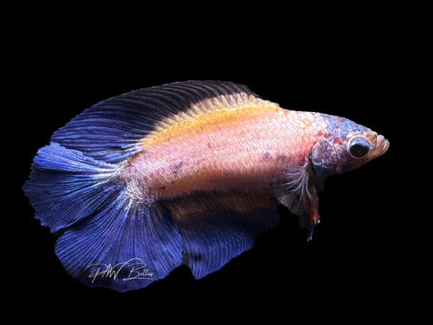 Blue Marble DTHM Female Betta | F1571