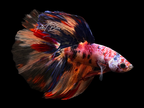 Candy Delta Male Betta | M2252