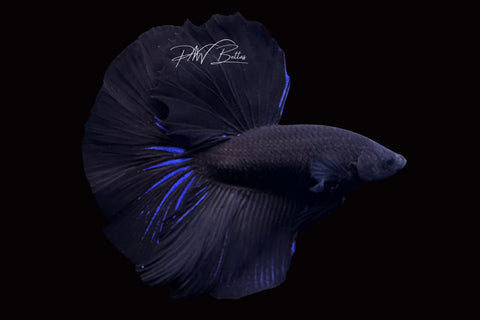 Black Halfmoon Male Betta | M2485