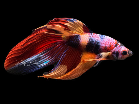 Candy VT Male Betta | M2296