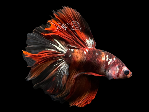 Orange Marble HM Male Betta | M2253