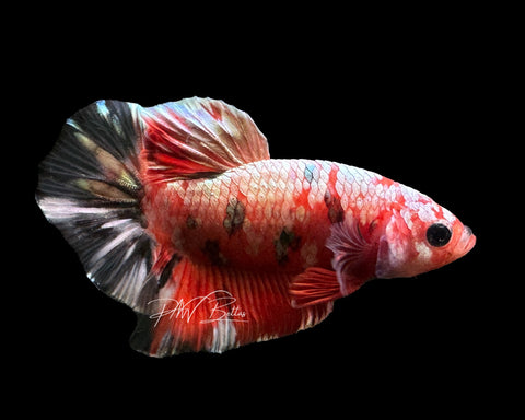 Red Marble Halfmoon Plakat Male Betta | M2058